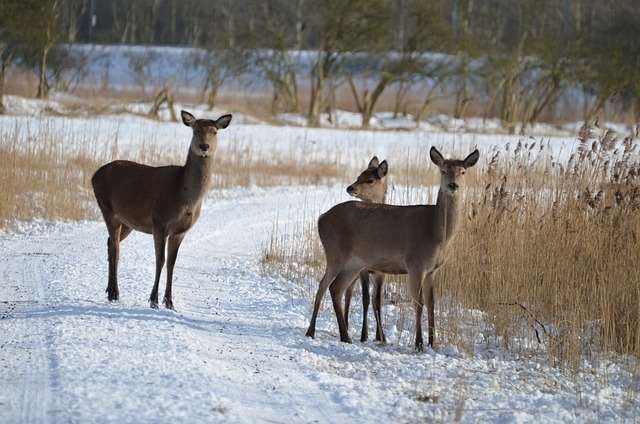 deer-2681624_640